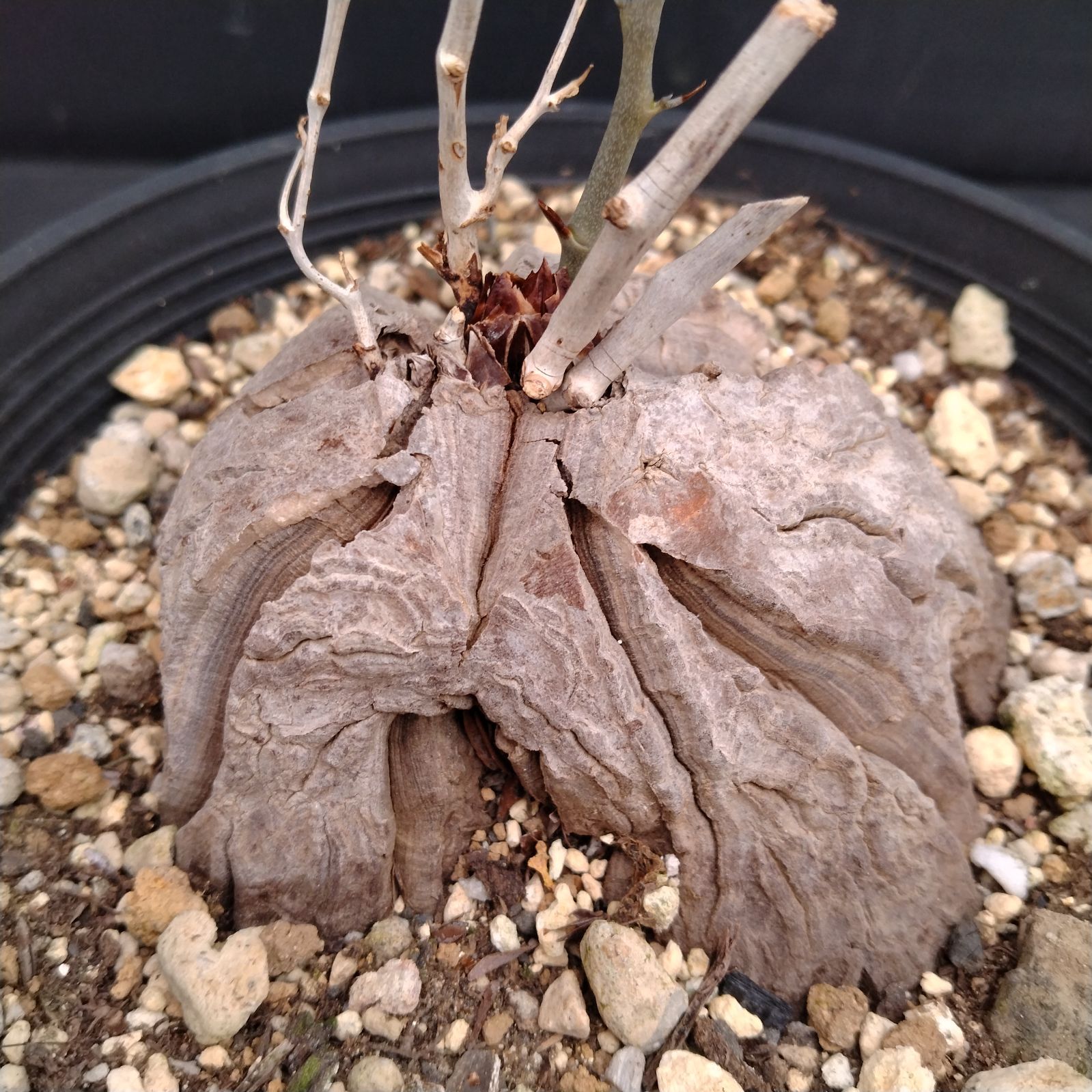 1000粒 亀甲竜種子 Dioscorea elephantipes 1000粒 亀甲竜種子 1000粒 亀甲竜種子 Dioscorea elephantipes 1000粒 亀甲竜種子