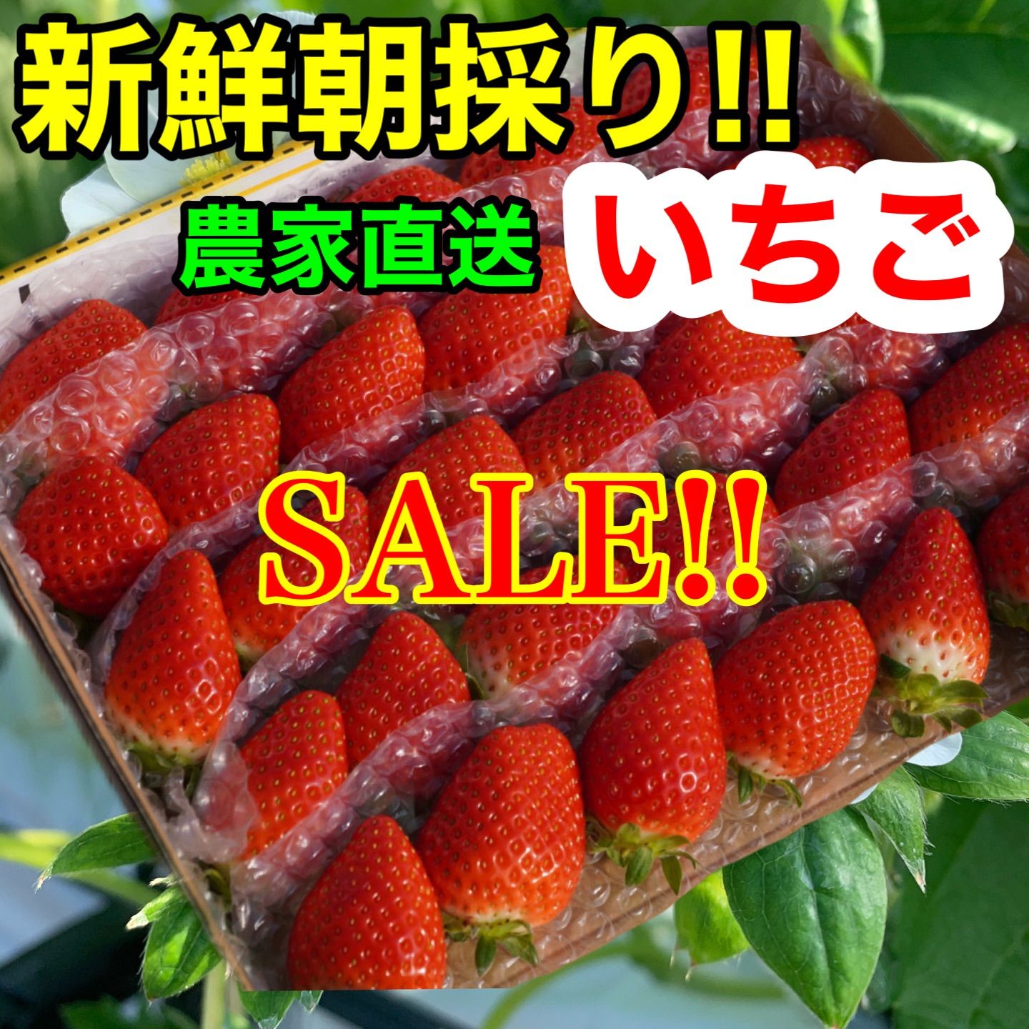 特大‼️今美味しい‼️新鮮朝採りかんちゃん農園の甘いいちご - 果物