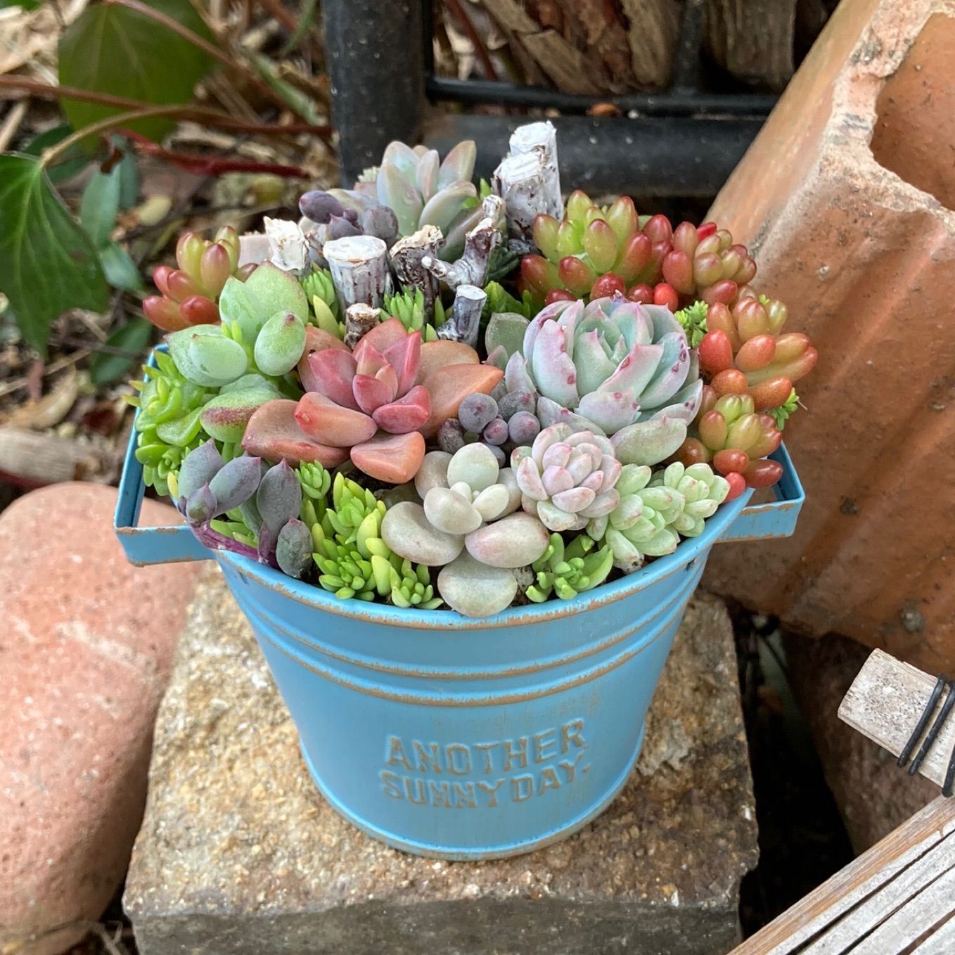 多肉植物寄せ植え そのまま飾れる カラーポット 多肉寄せ植え おうち