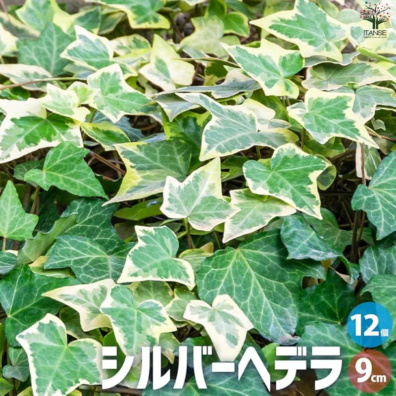シルバーヘデラ 9cmポット 12個セット 品種で選べる リーフ 学名 Hedera helix ウコギ科ヘデラ属 耐寒性常緑つる性多年草 原産地 ヨーロッパ～西アジア 別名 ヘデラ ヘリックス サーク アイビー セイヨウキヅタ フユヅタ 冬蔦