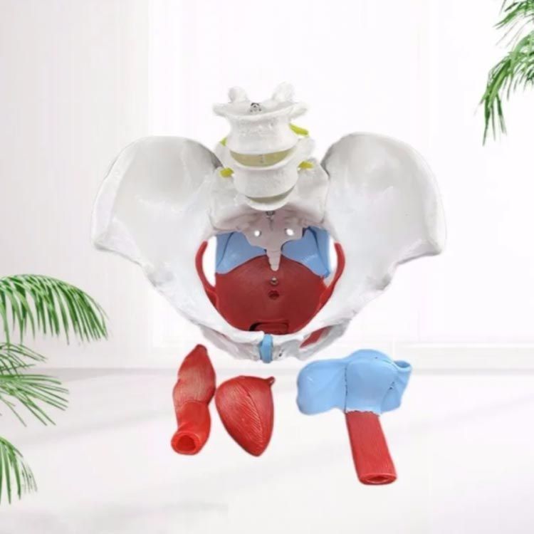 骨盤