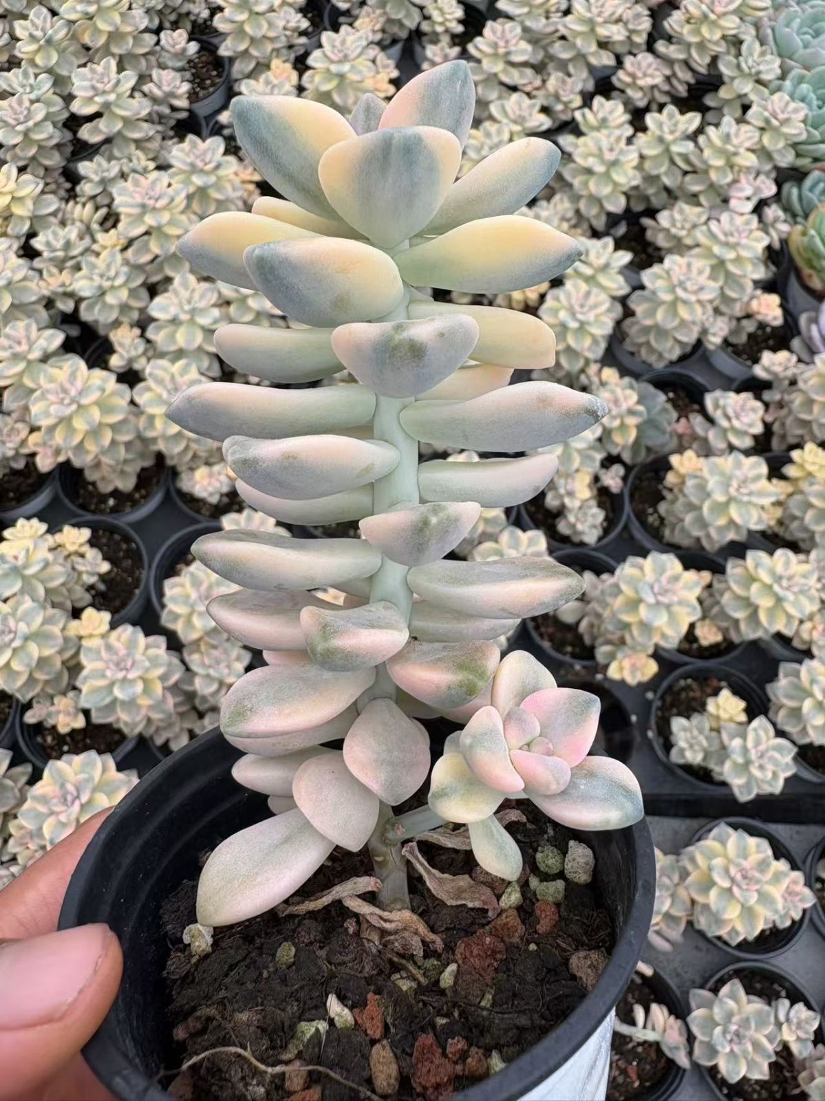 抜き苗 ビアンキン錦 XJB536×18株 ふっくら 多肉植物 エケベリア