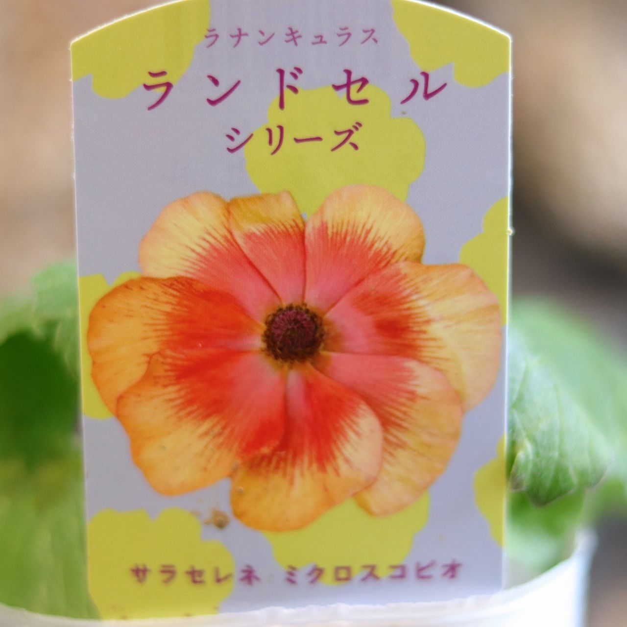 希少 ラナンキュラス ランドセルシリーズ『あずき』4号 ポット苗の