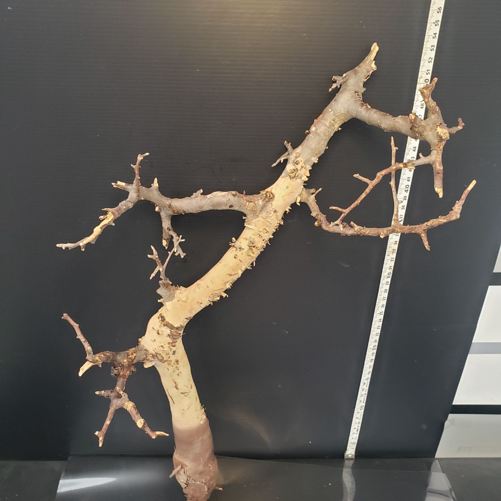 Z439 最新到着 Commiphora カタフピュア ML 現地球 抜き苗 灌木系 塊根植物 コミュフォラ カタフピュア