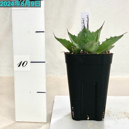 多肉植物 アガベ トリマンブルー 3.5号Lスリット鉢(現品) インテリア 多肉植物 アガベ トリマンブルー 3.5号Lスリット鉢(現品) インテリア