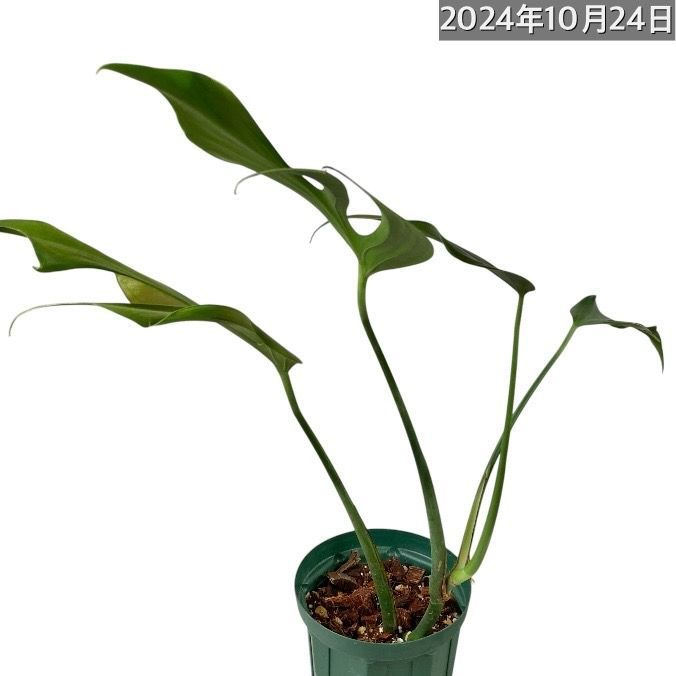 観葉植物 モンステラ バールマルクス フレーム 5号(挿し木) 個体