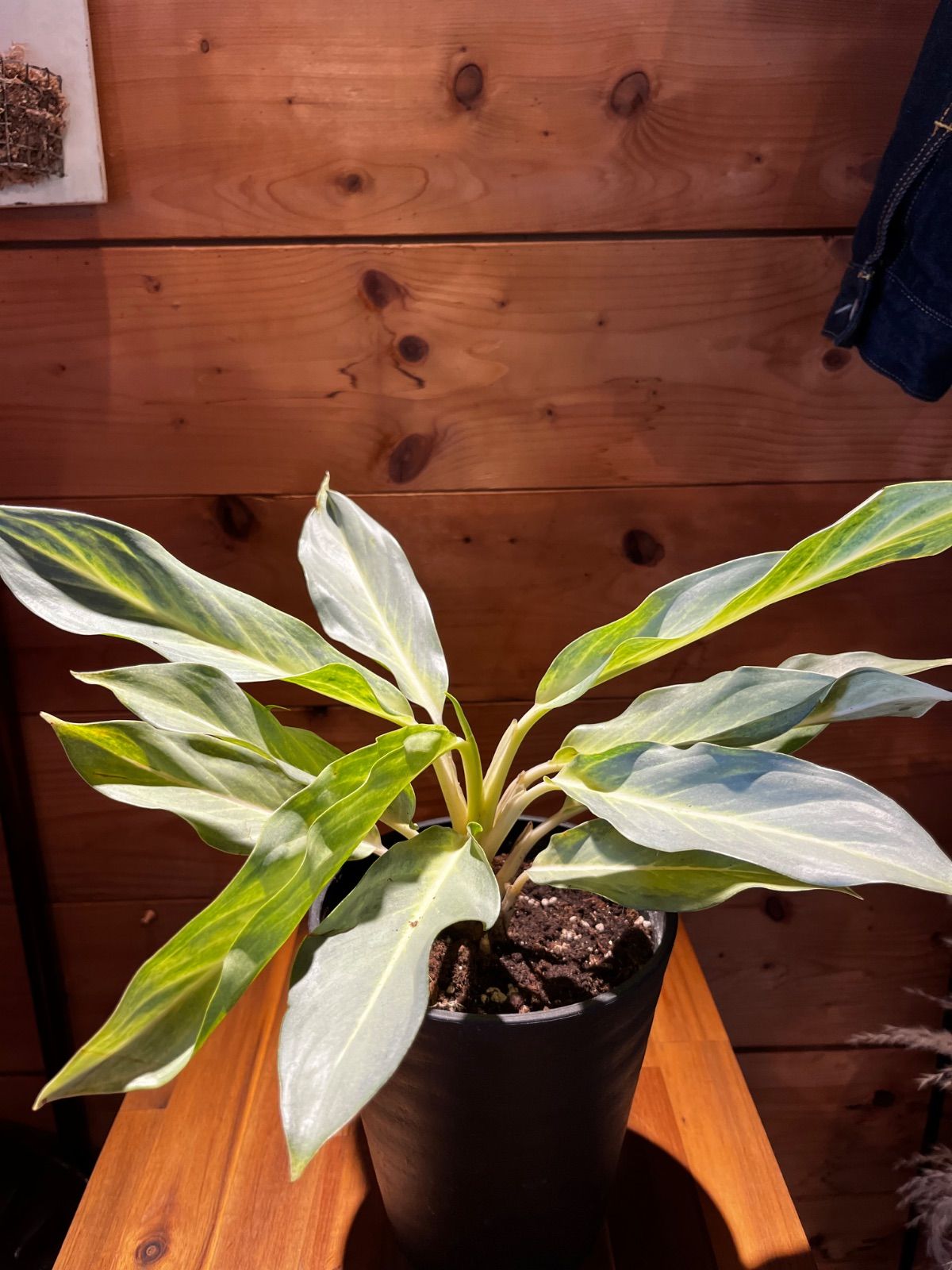 極】斑入りマコデスペトラ 11