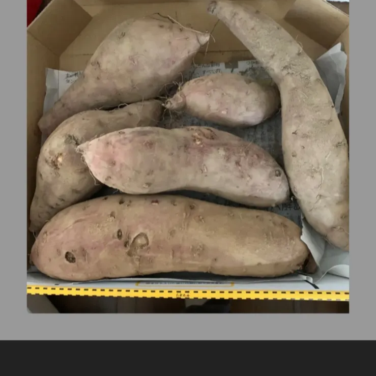 無農薬さつまいも☆紅はるか特大サイズ 箱込み20キロ 愛知県産