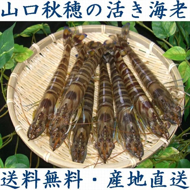 関東以西 産地直送 山口秋穂の活き車海老 ５００ｇ 車エビ 車海老 くるまえび