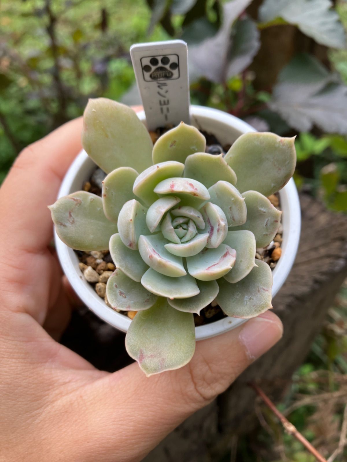 ルンヨニー 抜き苗 多肉植物 モフ多肉 - メルカリ