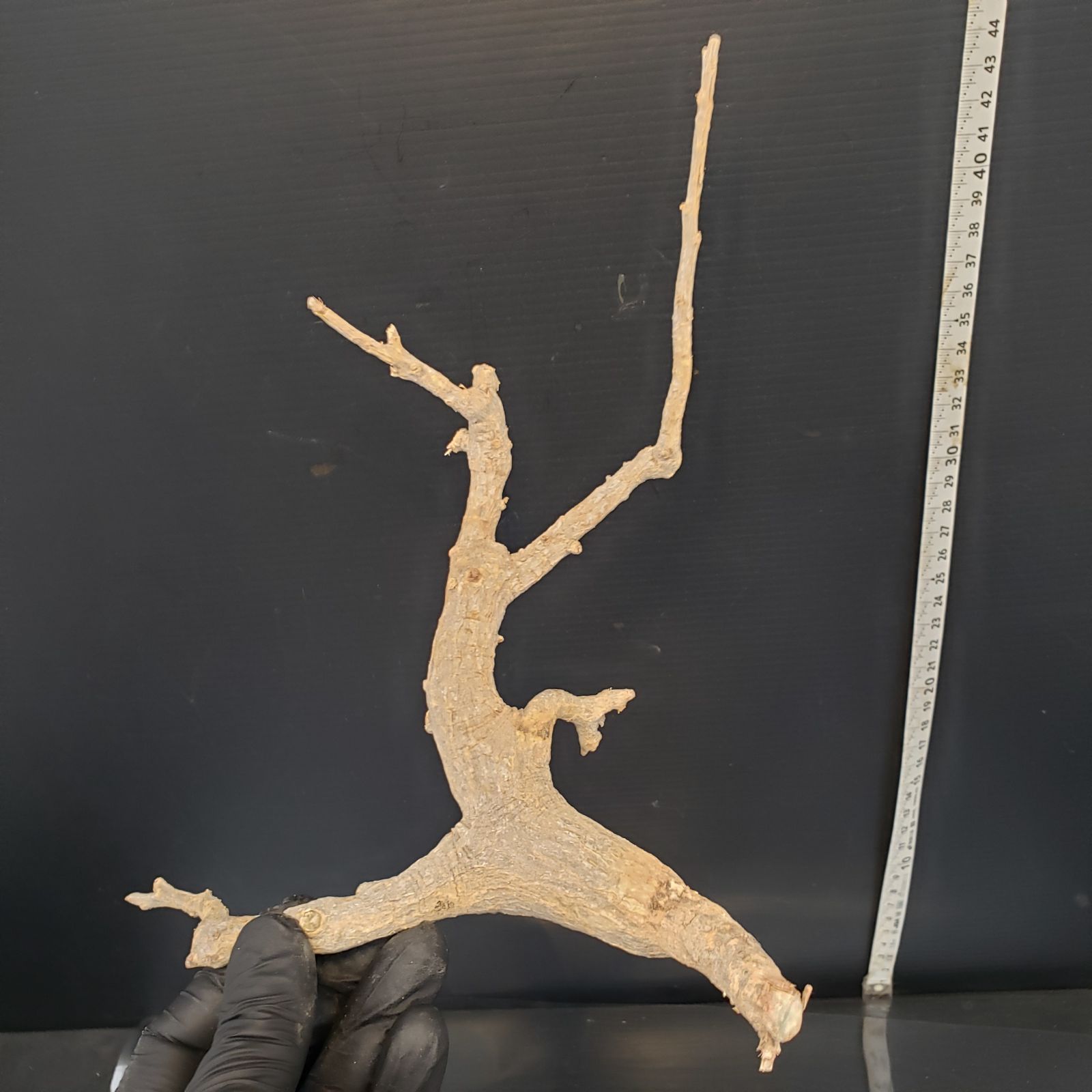 A215【最新到着】Commiphora ドレイク ブロックマニー（現地球・抜き苗