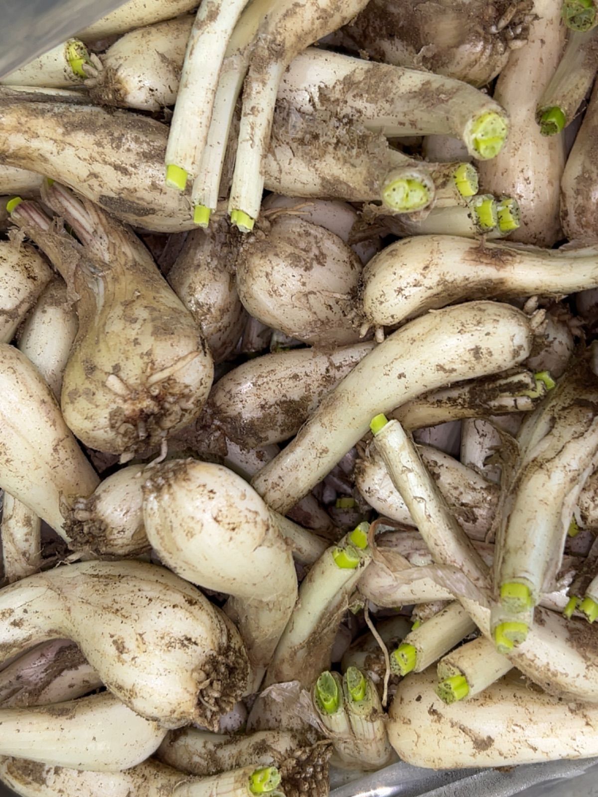 鹿児島県産 土付きらっきょう 約15キロ 【公式通販】