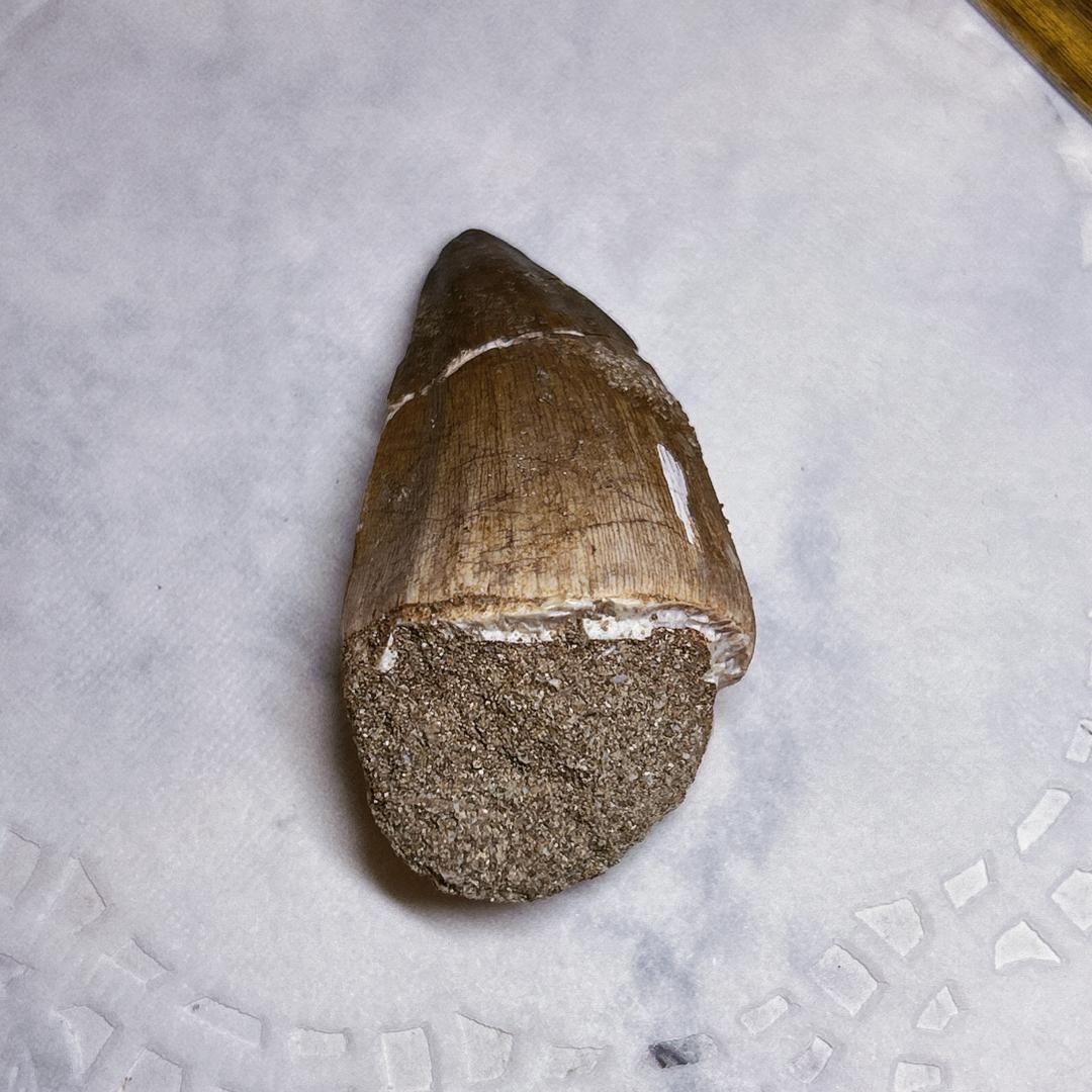 E10509】 モササウルスの歯 化石 恐竜 モササウルス 歯 化石標本