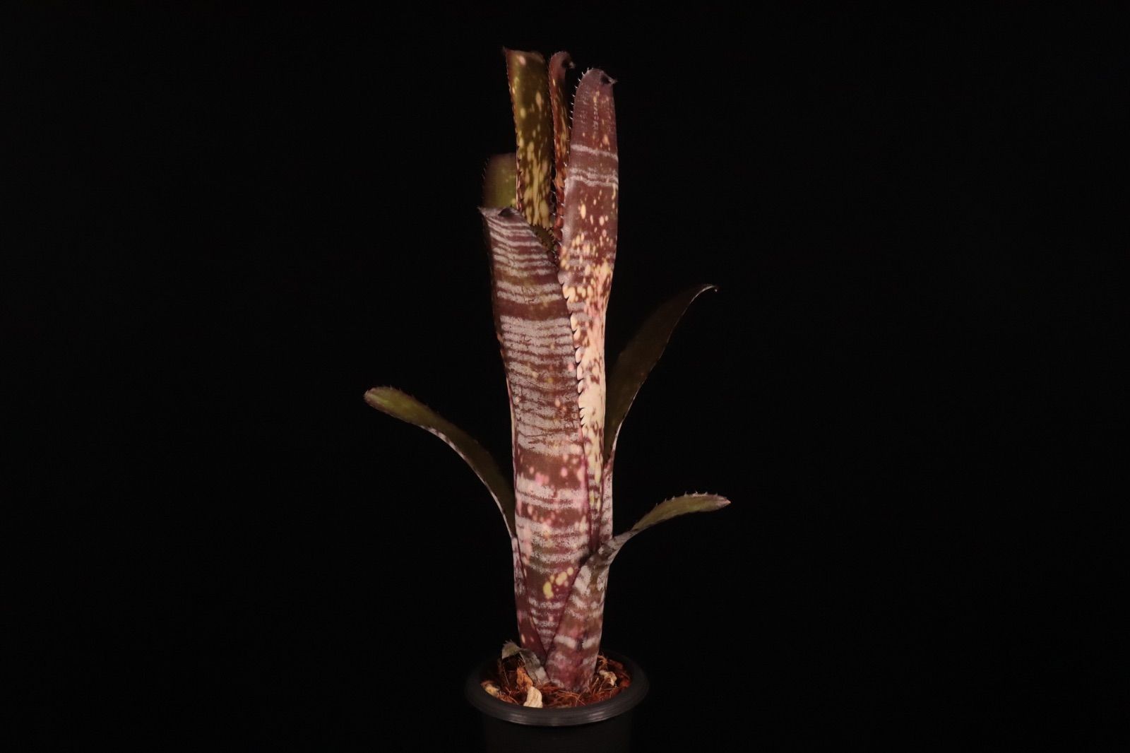 Billbergia 'Berry Blast'〔ビルベルギア〕現品発送B301 送料無料】Billbergia 'Berry Blast'〔ビルベルギア〕現品発送