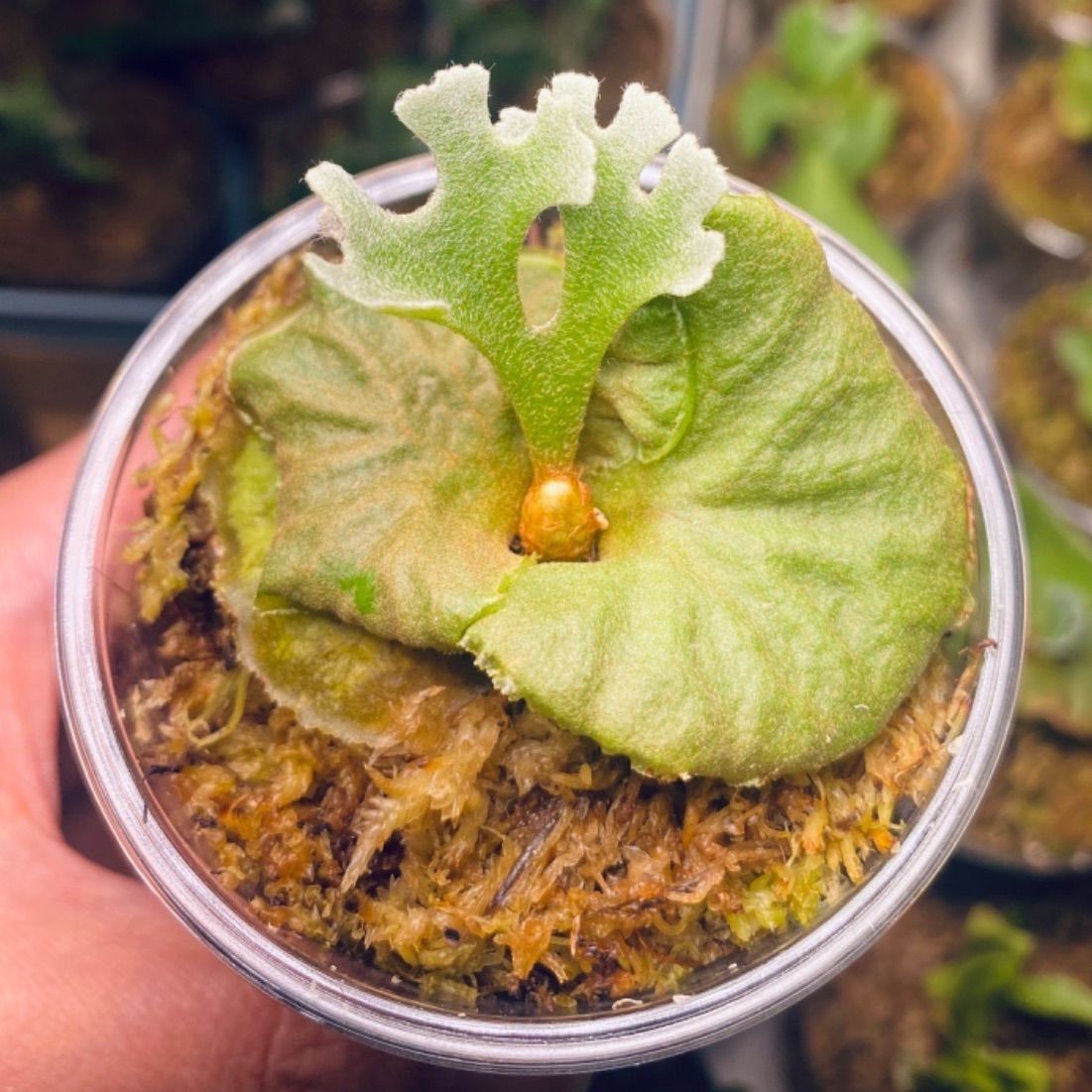 P.ridleyi dwarf リドレイドワーフ ビカクシダ - 植物/観葉植物