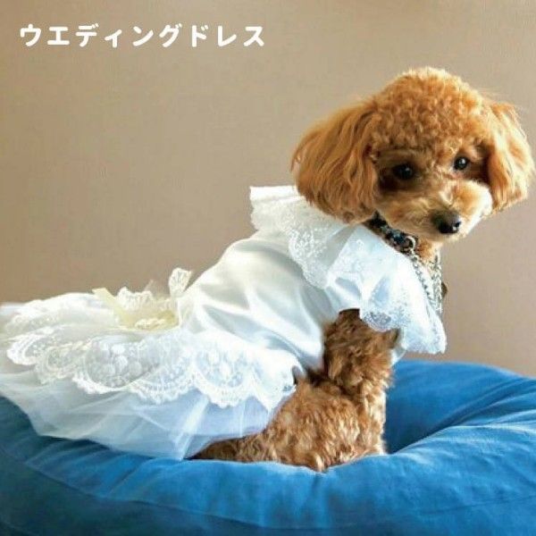 ペット用ドレス 61mcDHU8B6L._AC_UL210_SR210,