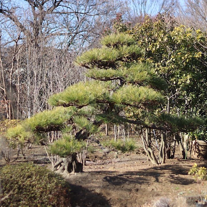 超希少　大人気の黒松の60年越えの代物
棚枝も段々になっており葉性も抜群 極上】黒松 仕立て物 - メルカリ