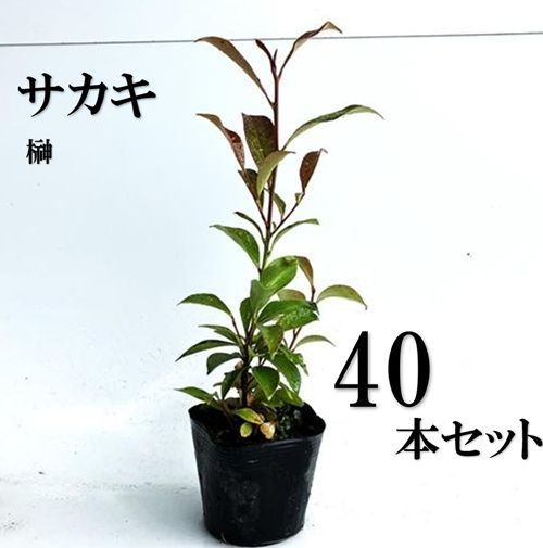 40本セット サカキ ホンサカキ 本榊樹高0.4m前後10.5cmポット