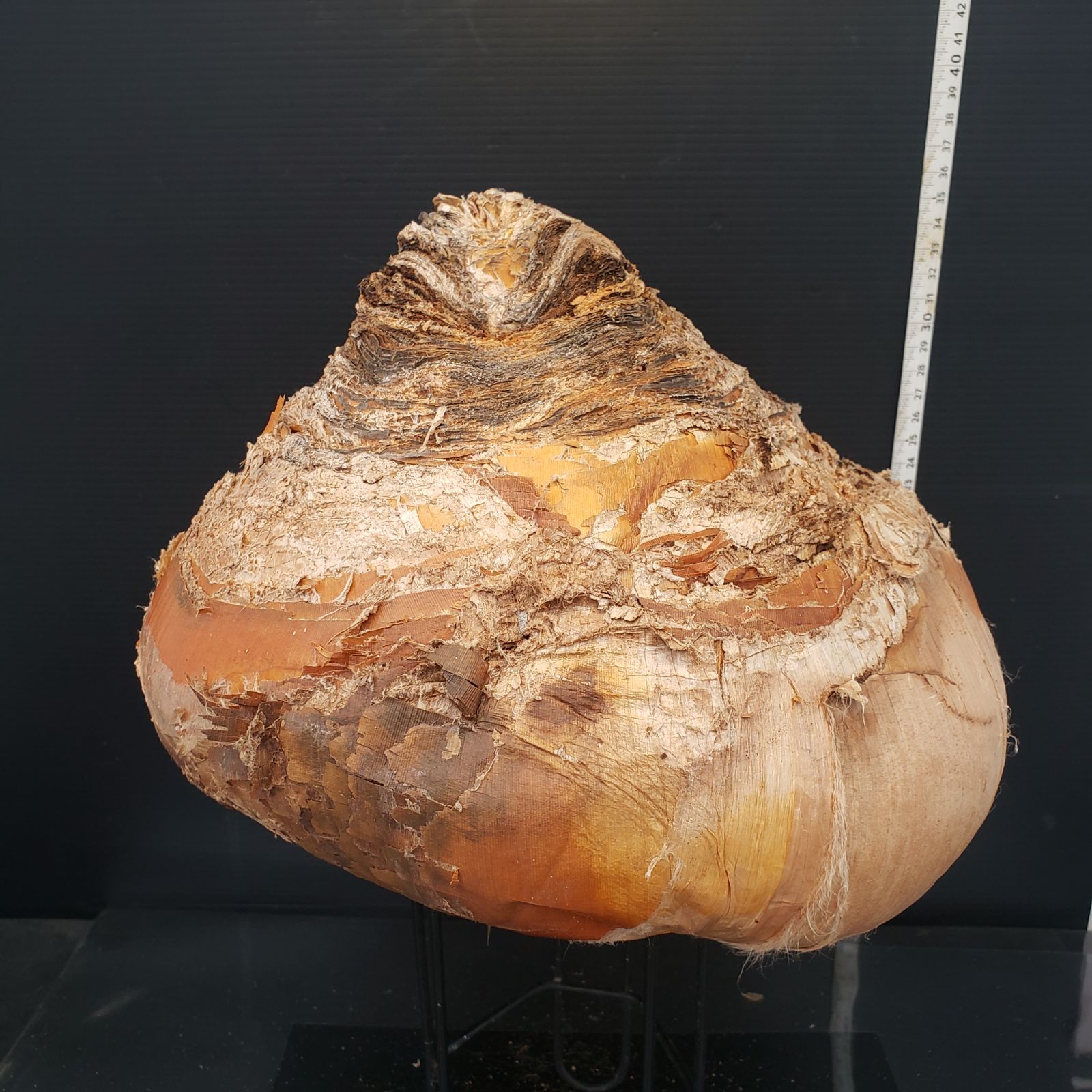 Z424 最新到着 Boophane ハエマンソイデス ML 現地球 抜き苗 球根植物 ブーファン ハエマンソイデス