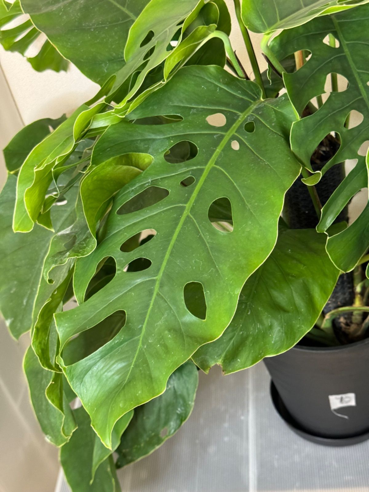 ❣️入荷❣️希少‼️モンステラ デュビア 7号 人気の観葉植物 ❣️①  