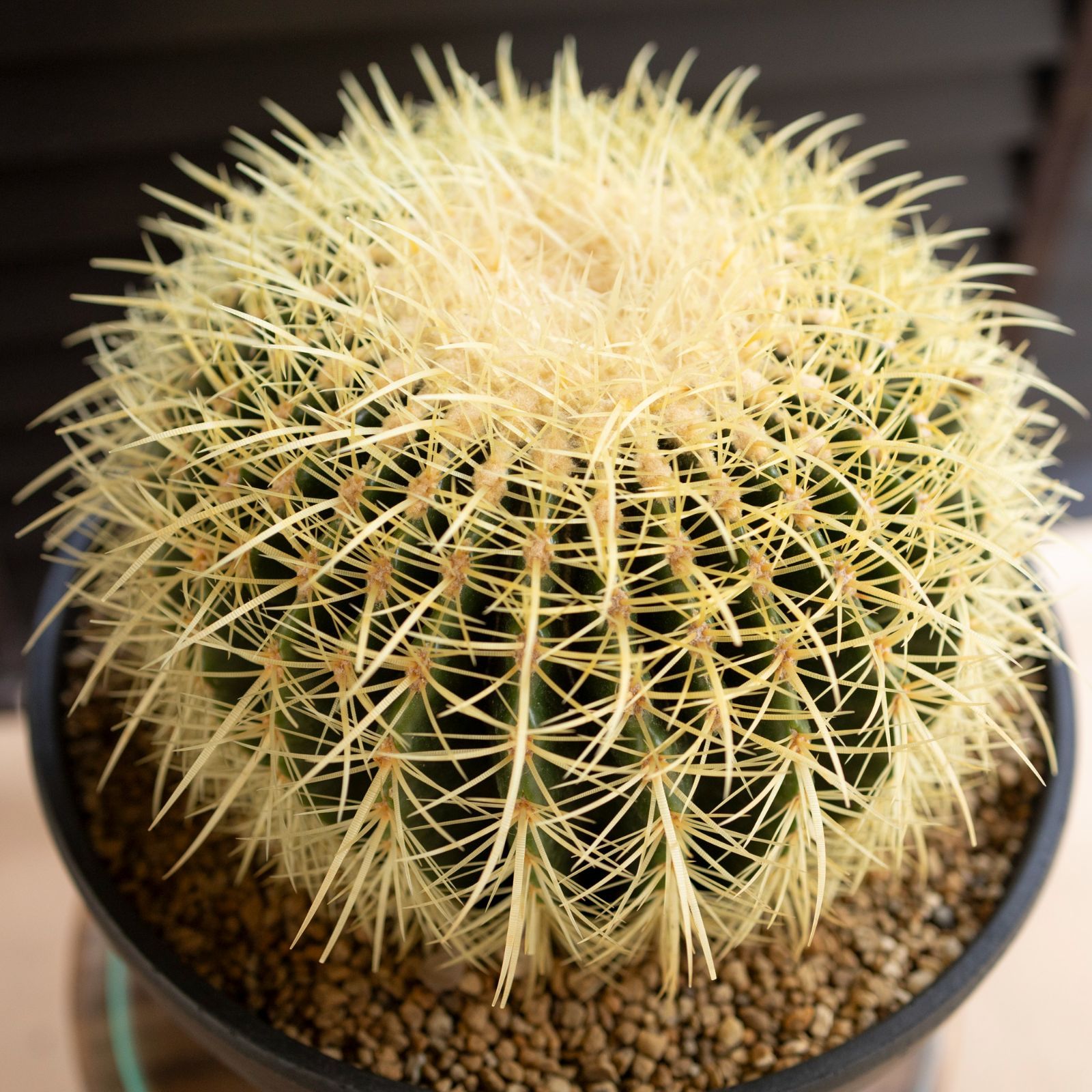 金鯱 サボテン 10号鉢 約30cm 観葉植物の販売・ギフトなら 金鯱 サボテン 10号鉢 約30cm 観葉植物の販売・ギフトなら