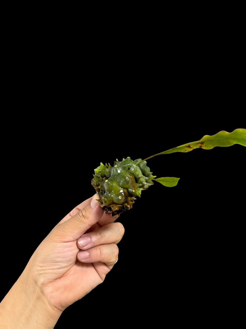 レカノプテリス バルゴイ Lecanopteris balgooyi レカノプテリス バルゴイ Lecanopteris balgooyi - メルカリ