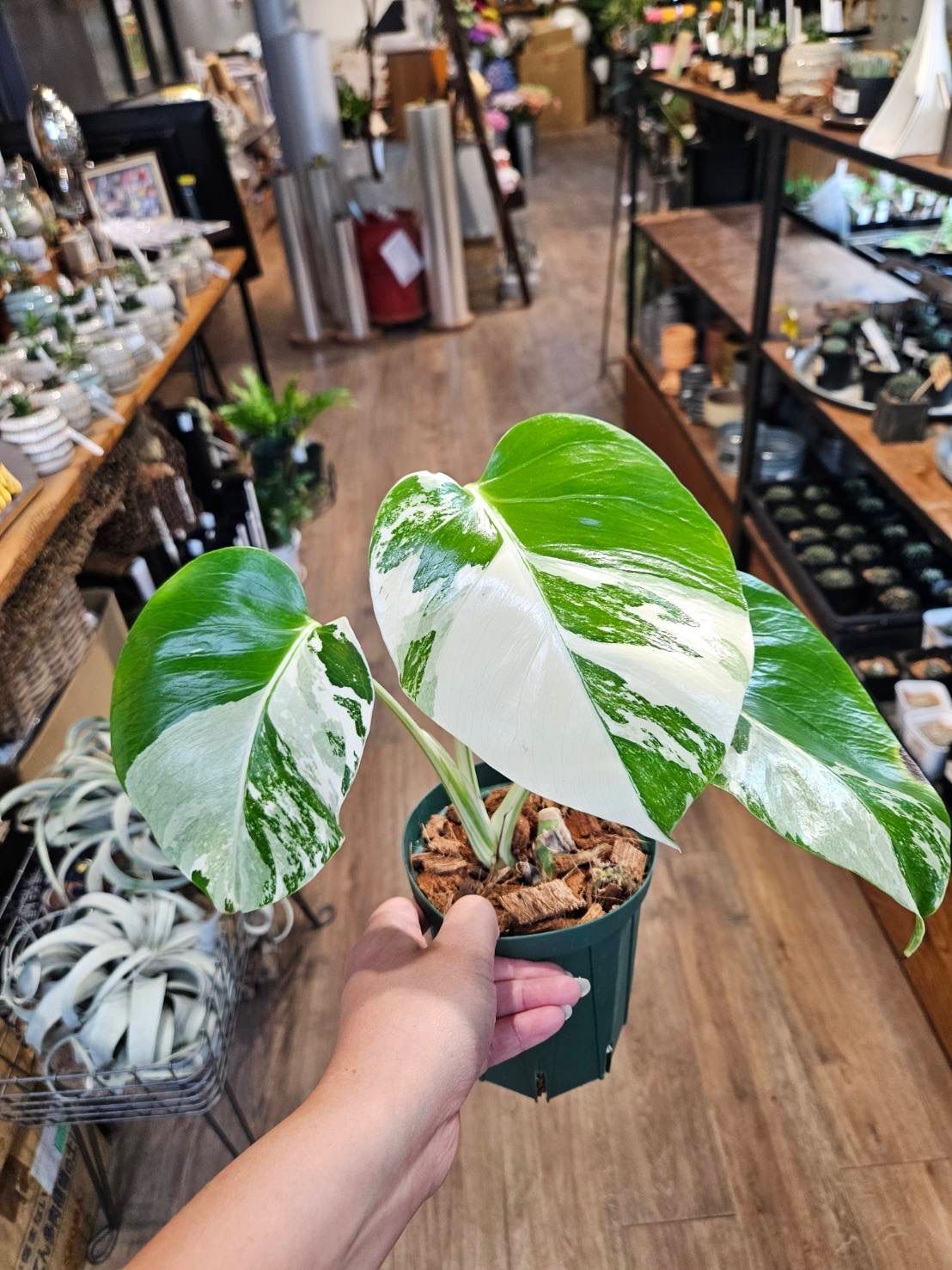 極上！希少品種！斑入りモンステラ1鉢 ボルシギアナホワイトタイガー