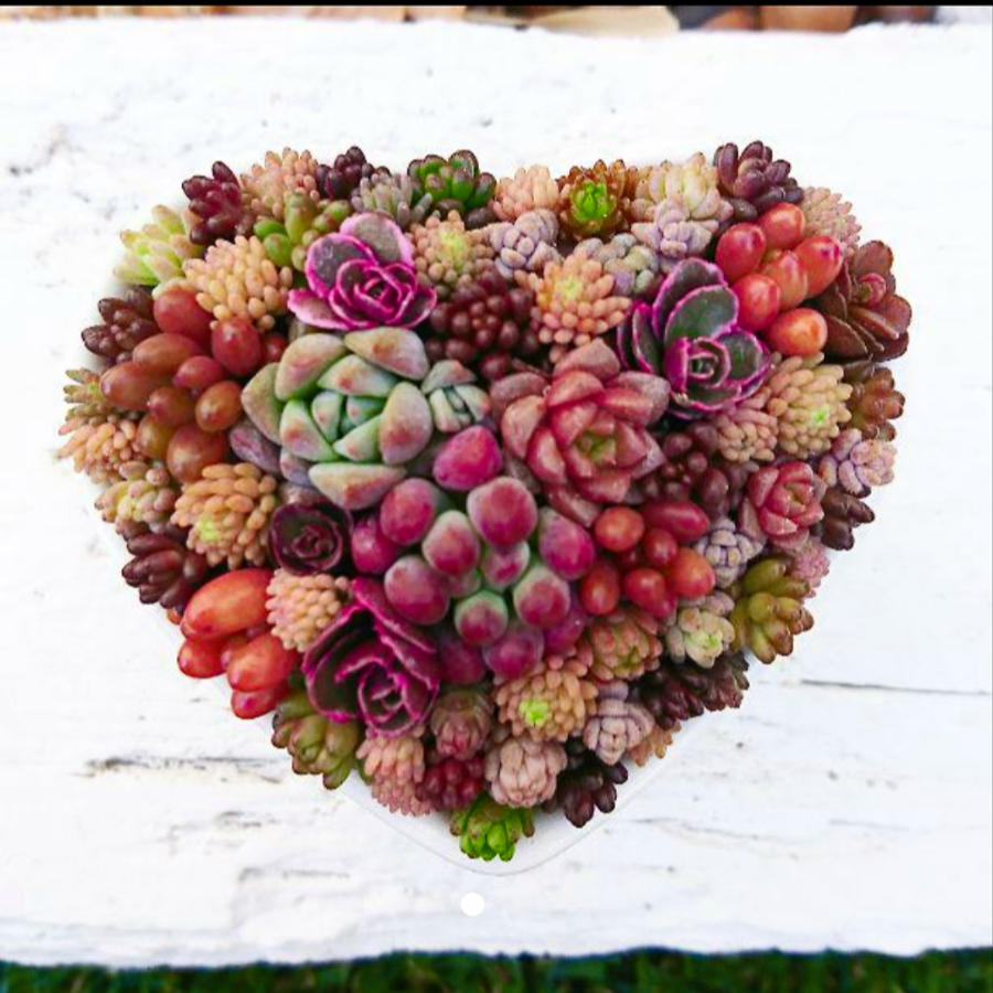 ❤️専用出品❤️✨メルカリ便✨クリスペートビューティー  ❤️抜き苗❤️パープル札 2025年最新】クリスペートビューティーの人気アイテム - メルカリ