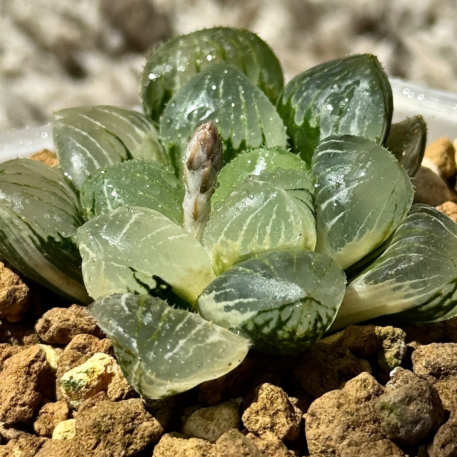 ハオルチア ジェリーフィッシュ錦 極上斑 - 観葉植物