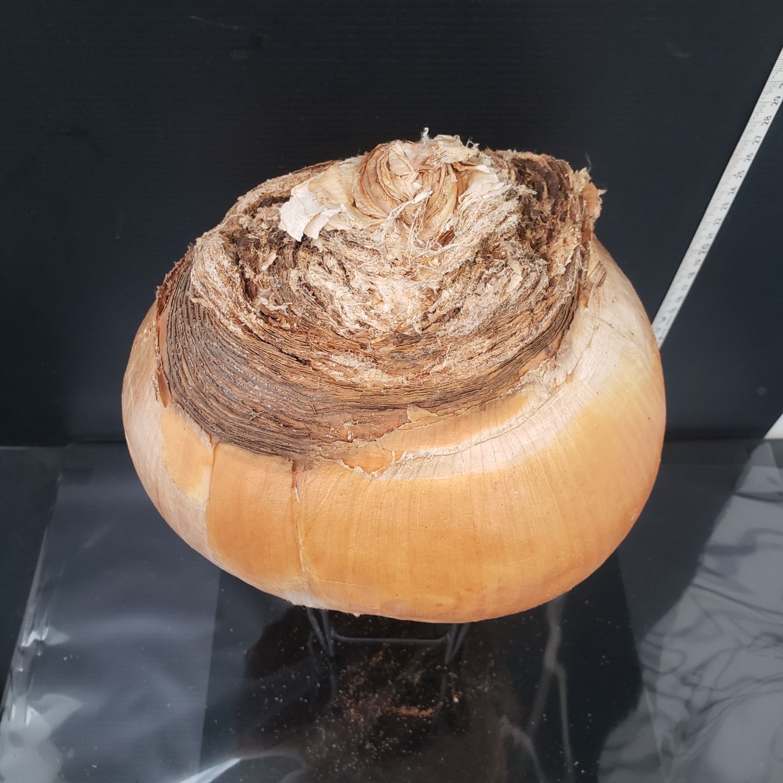 球根植物 ブーファン