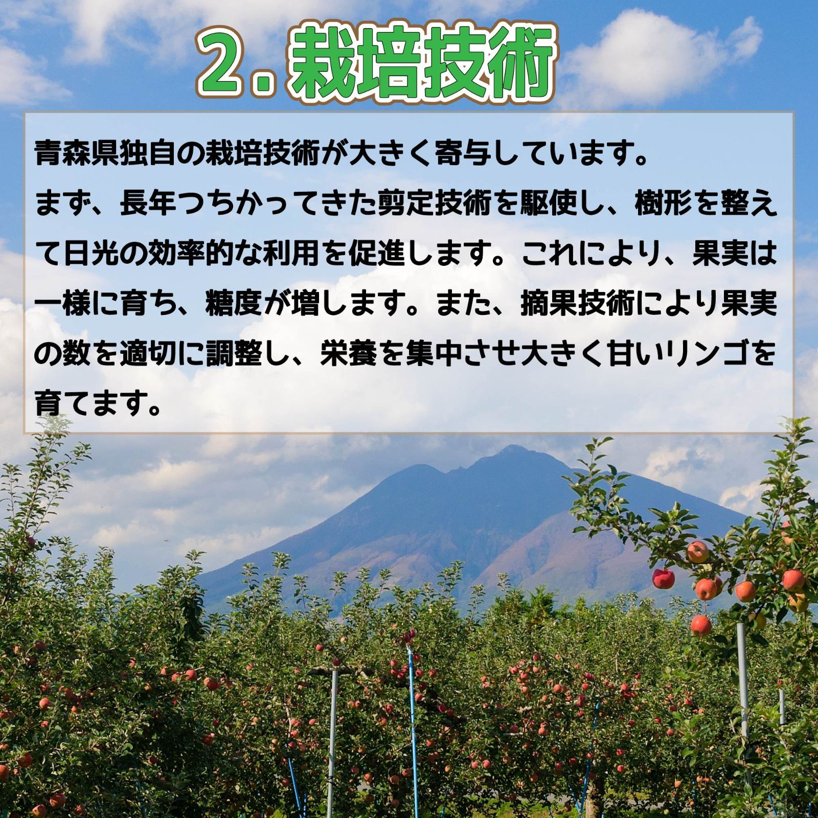クール冷蔵便！　青森県産　りんご　訳あり　スマートフレッシュ！　10kgセット　王林5kg12-25玉程度 ・有袋ふじ5kg12-25玉程度