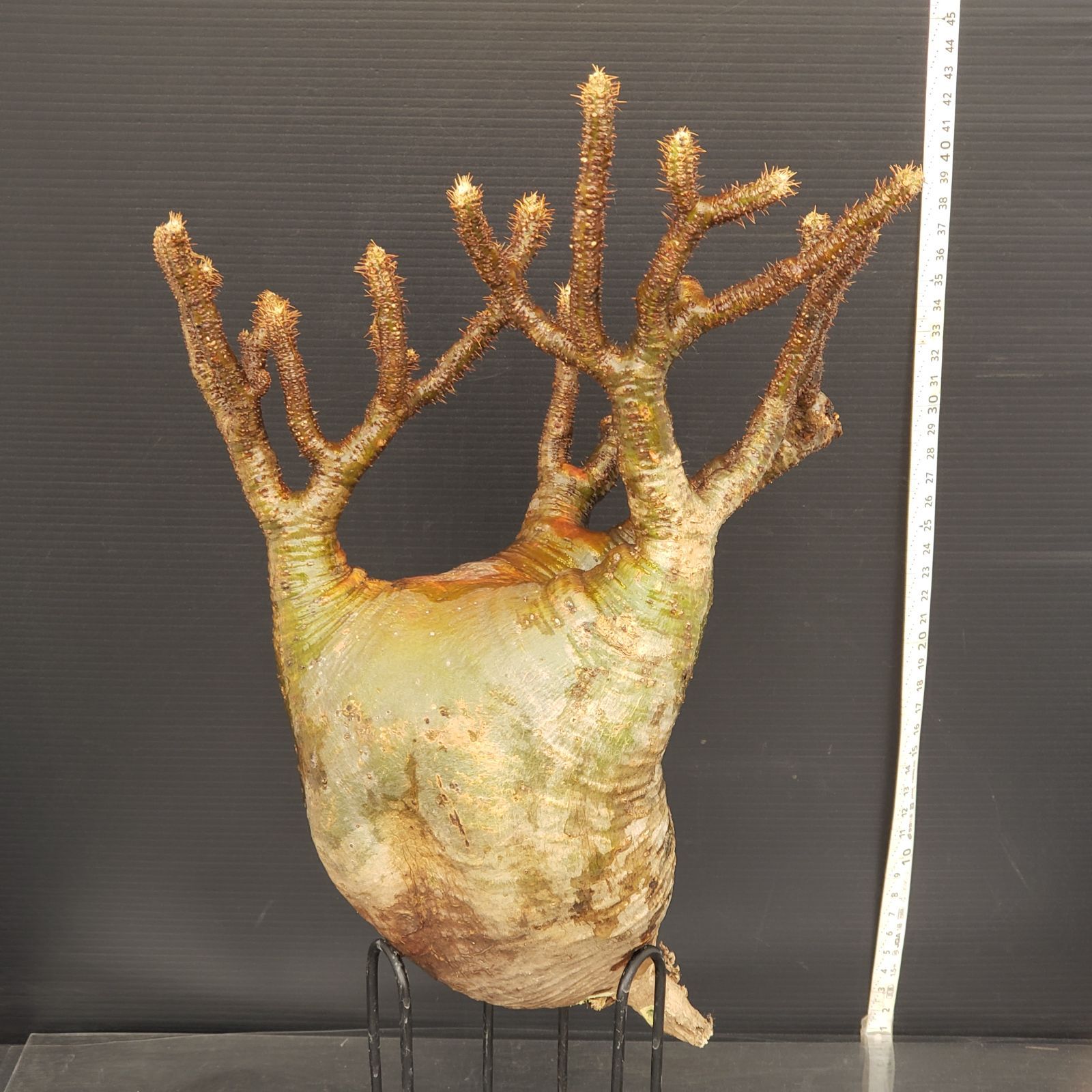 B061【最新到着】Pachypodium グラキリス（L）（現地球・抜き苗