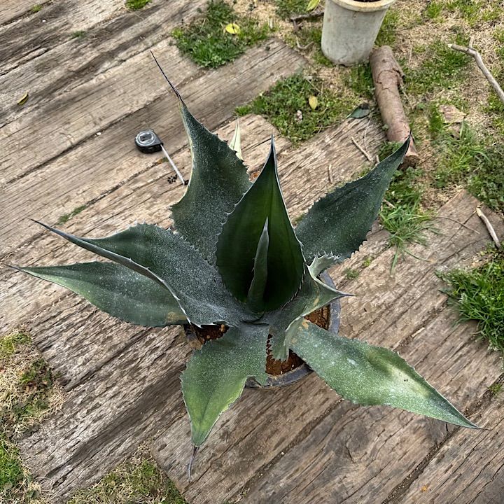 大株】アガベ フェロックス ブラック ?引取り限定 Agave salmiana 