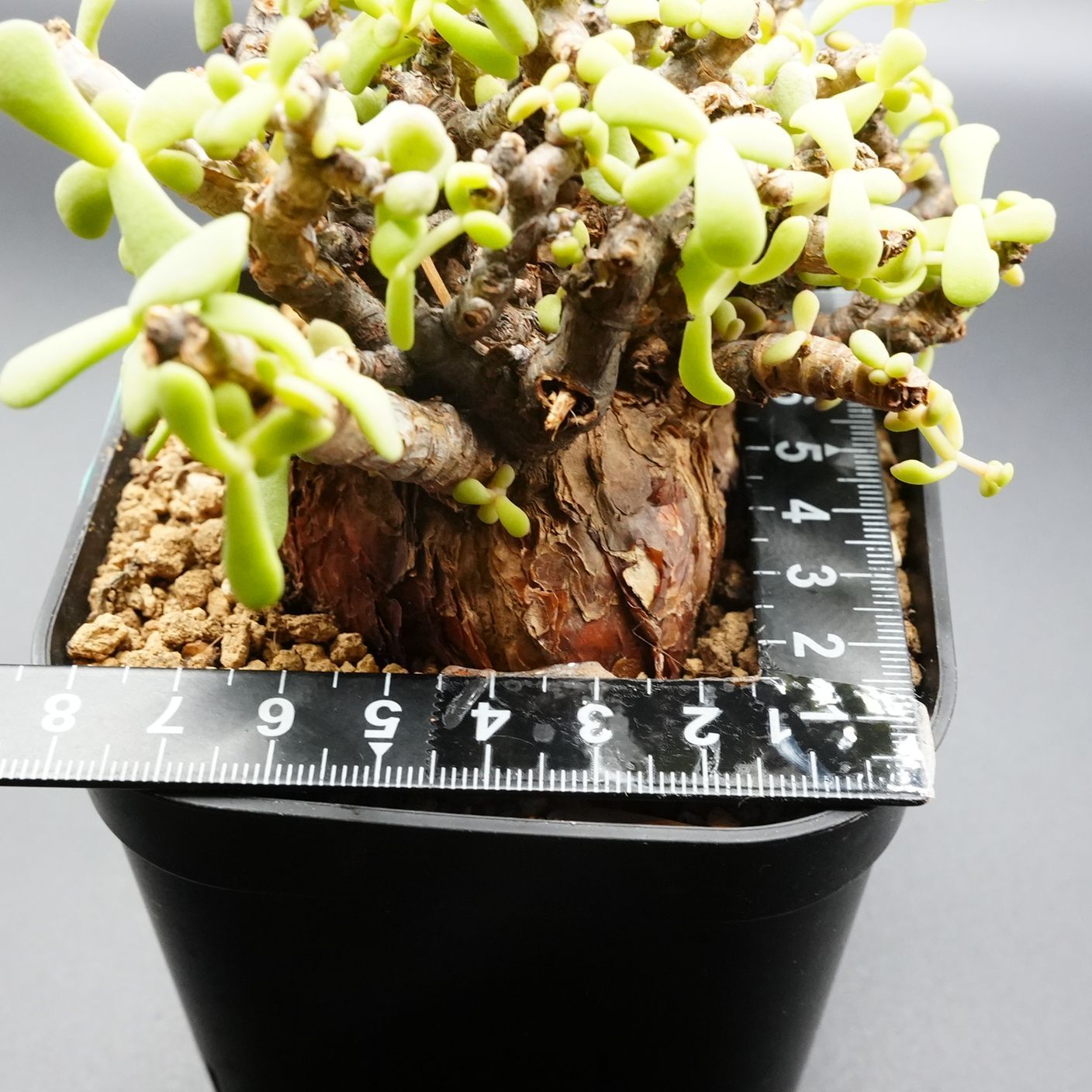 113 ケラリアピグマエア 鉢植え 発根済 - メルカリ