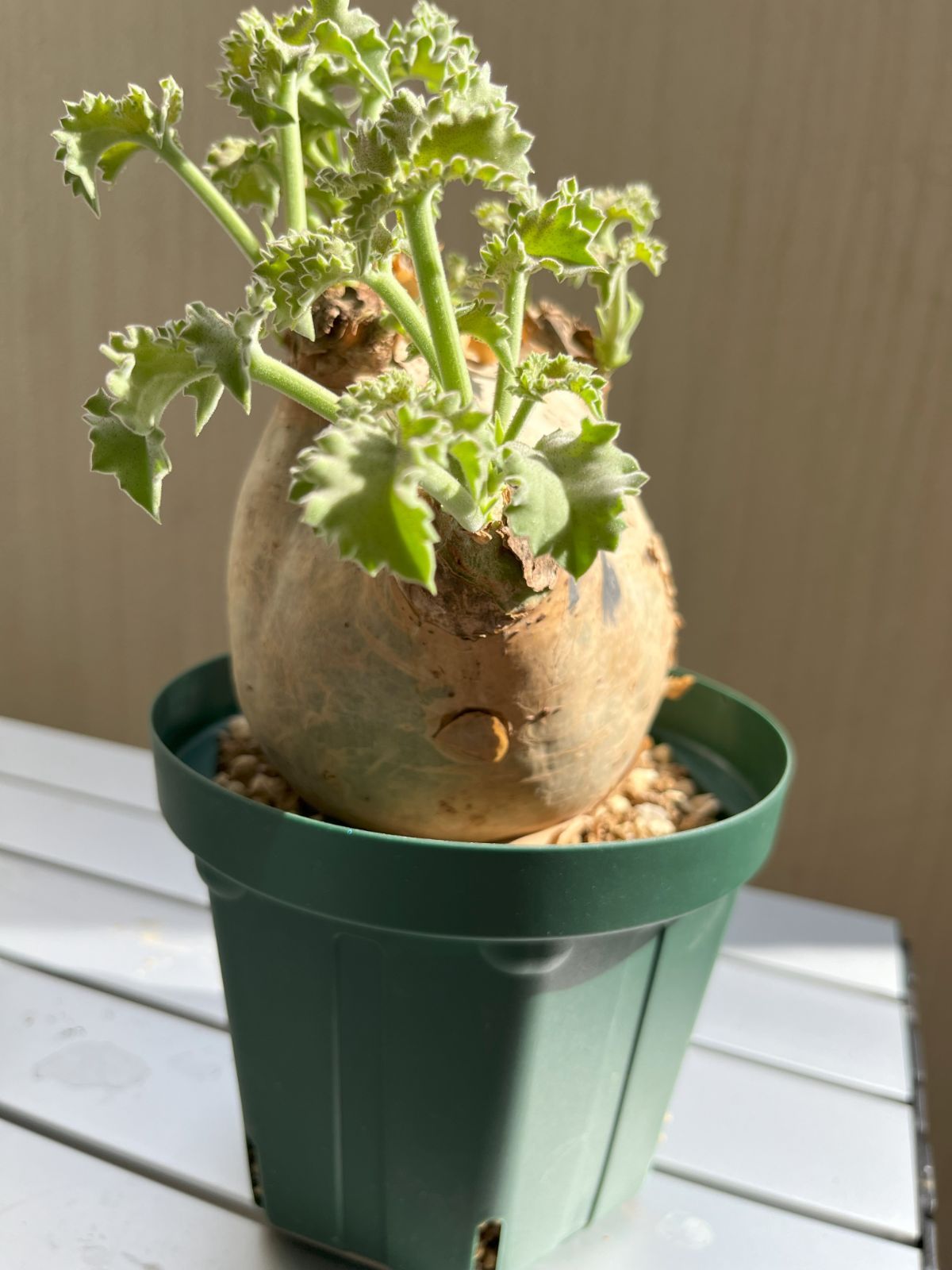 専用》キフォステンマ ウターマクロプス①丸形美株 - メルカリ 