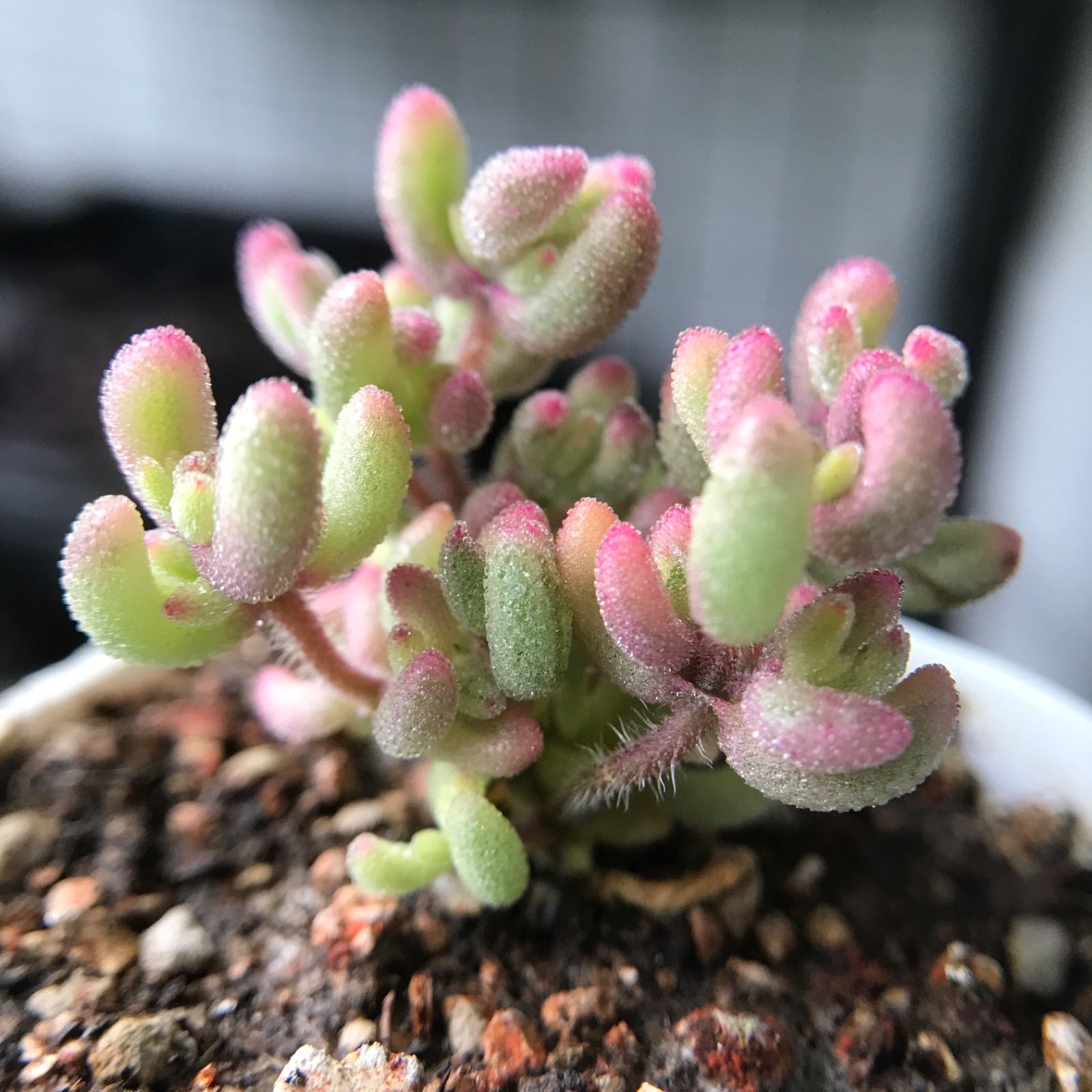 新入荷 多肉植物 超キラキラ ドロサンテマム ルビー錦 小苗 抜き苗 1株