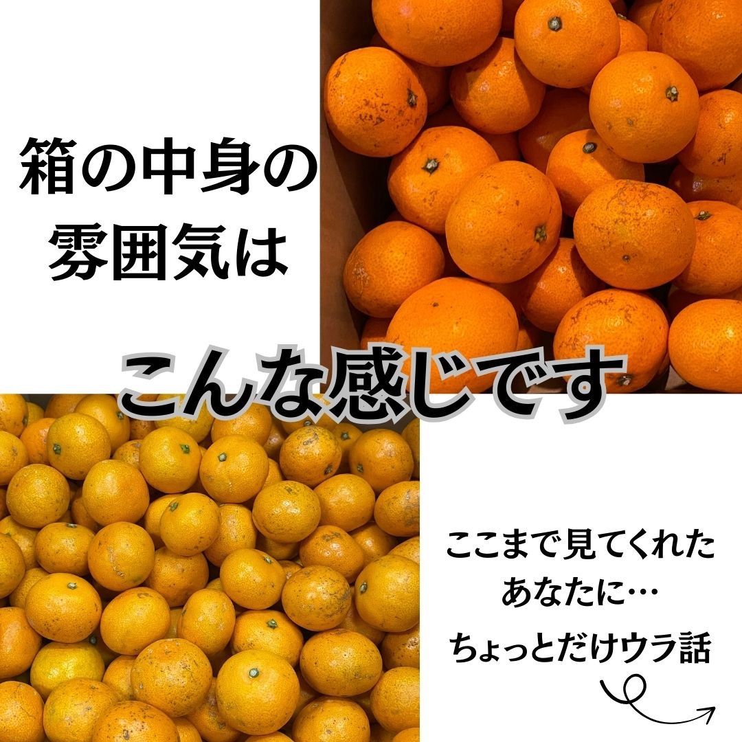 【11/21-26発送】ちょっと訳ありみかん　10kg 和歌山県産　早生