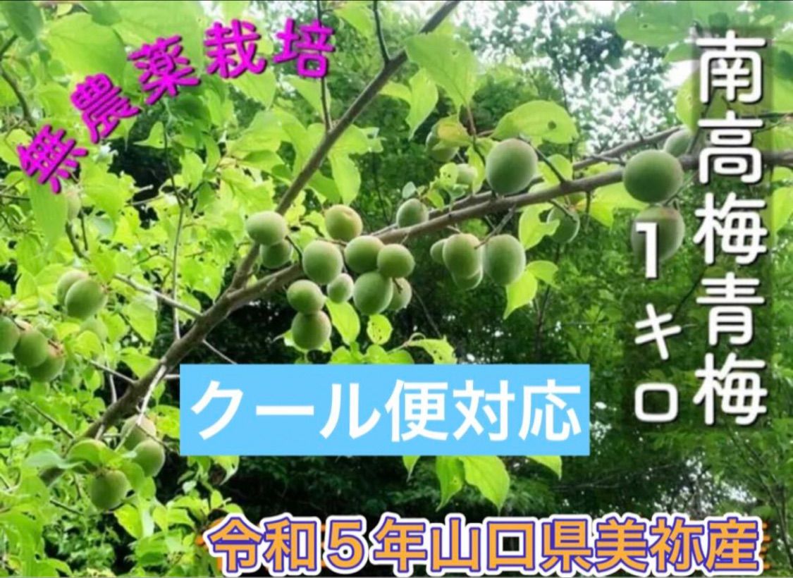 専用 自然栽培米 山口県美祢産ミルキークイーン 精米20キロ 里山直送