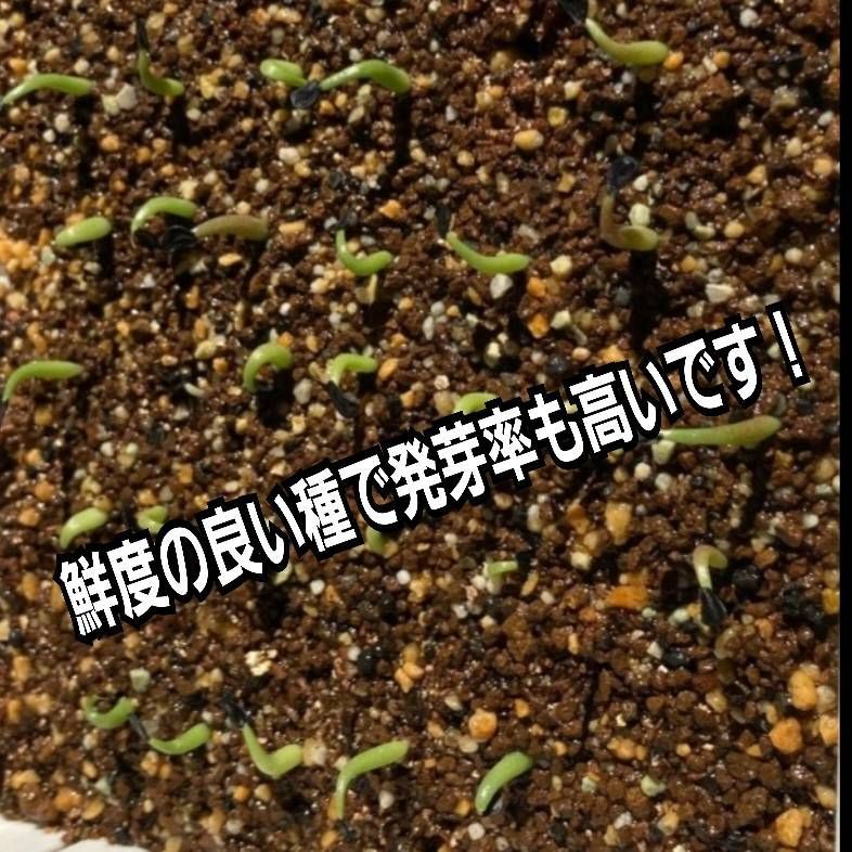 アガベ チタノタ オテロイ種子【10粒】優良血統 オアハカ