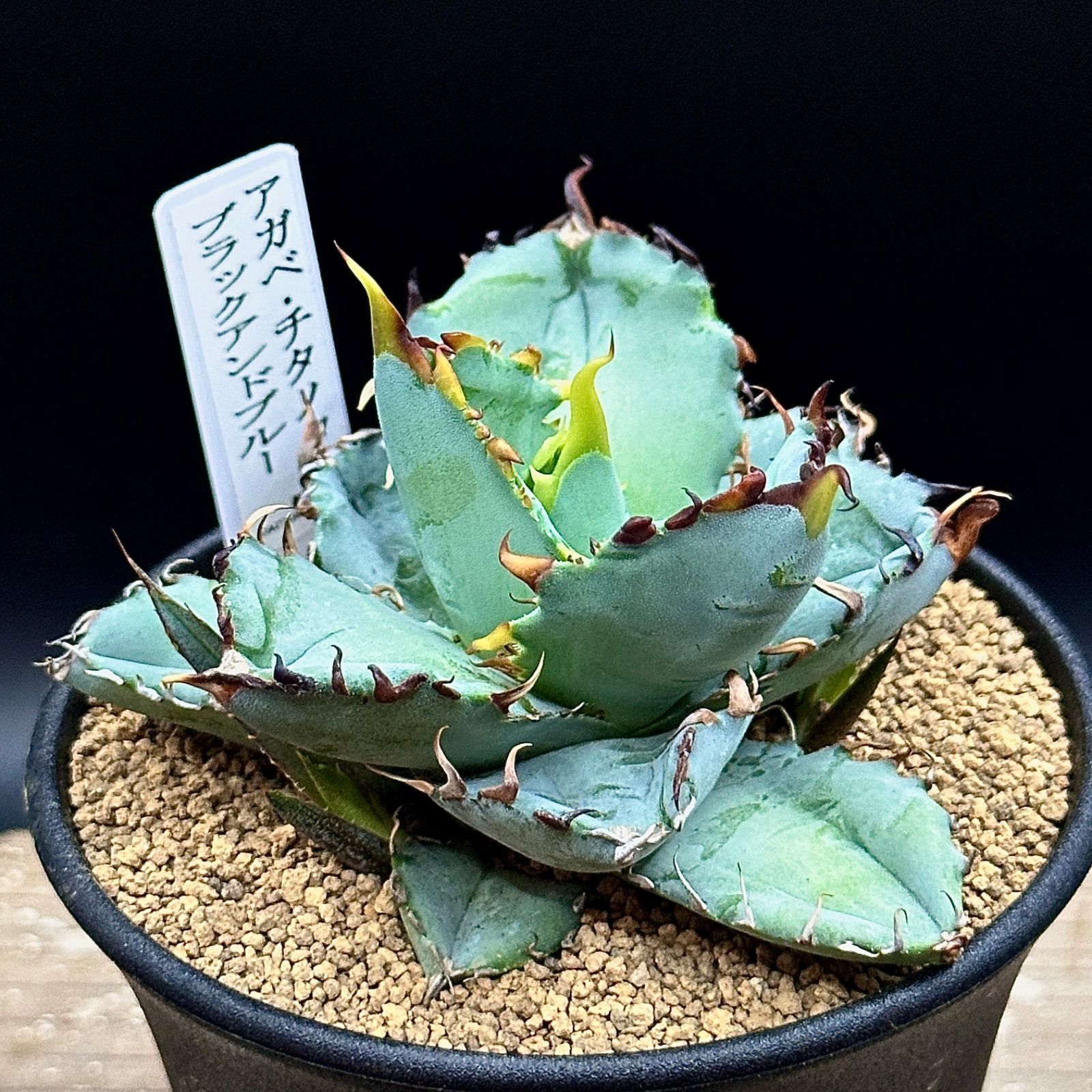 アガベ ブルーフレーム トリカラー 極上選抜 一点物 激レア アテナータ