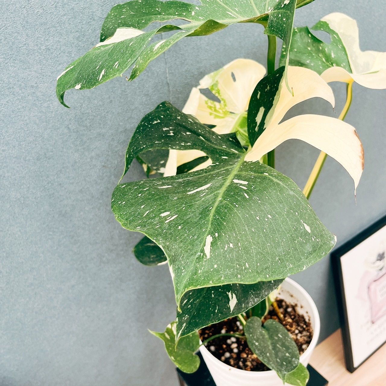 ［現品］【希少】5番　モンステラ　斑入り　7号　レア　観葉植物　室内　鉢受け皿付 現品］【希少】5番 モンステラ 斑入り 7号 レア 観葉植物 室内