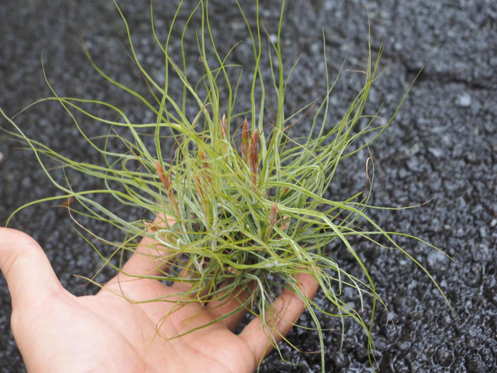 購入不可 チランジア カルビンスキアーナ(クランプ) 初入荷❗ シー