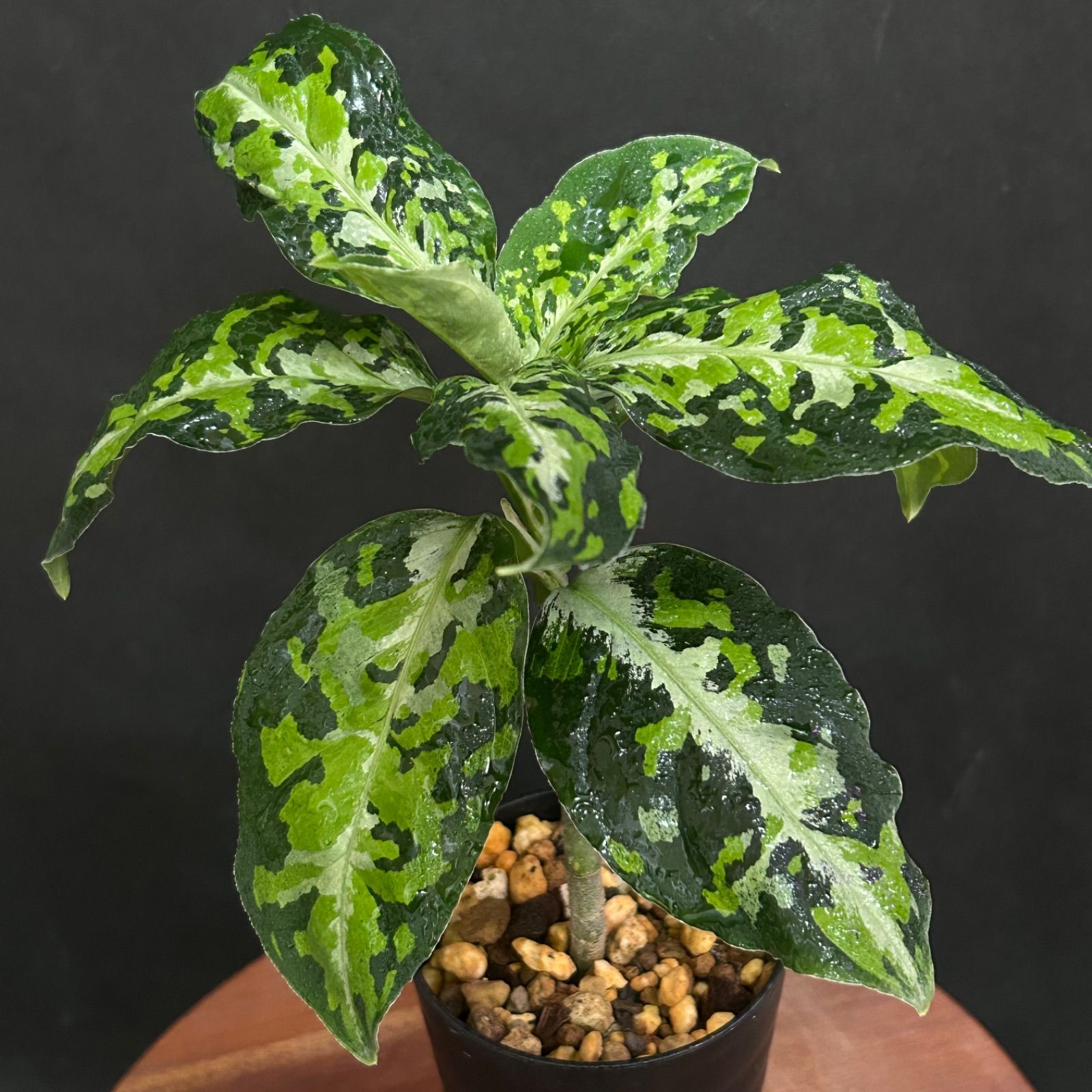 超美品／特価】アグラオネマ ピクタム トリカラー #42 / 観葉植物