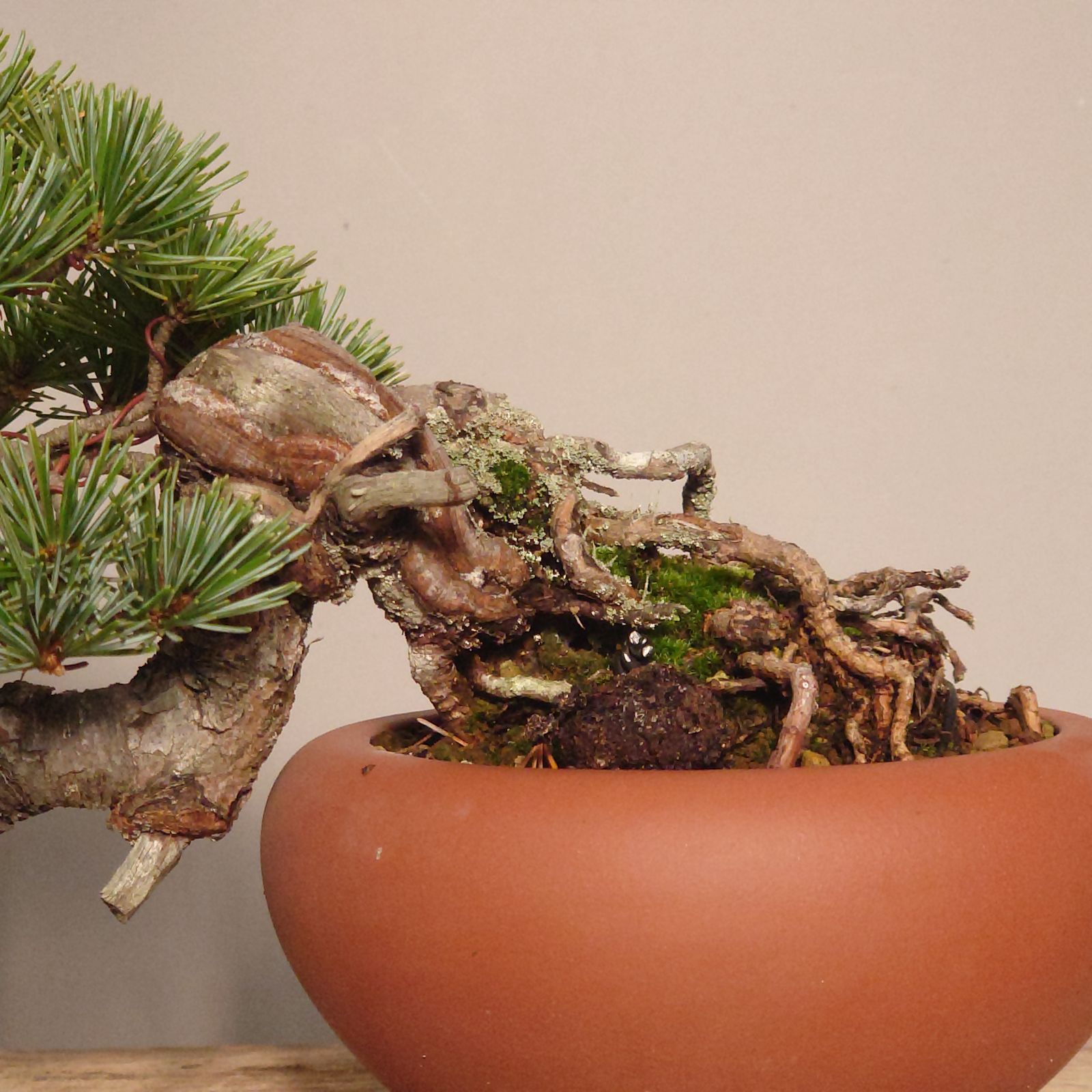 盆栽 五葉松 半懸崖 小品 半懸崖 根上がり五葉松盆栽