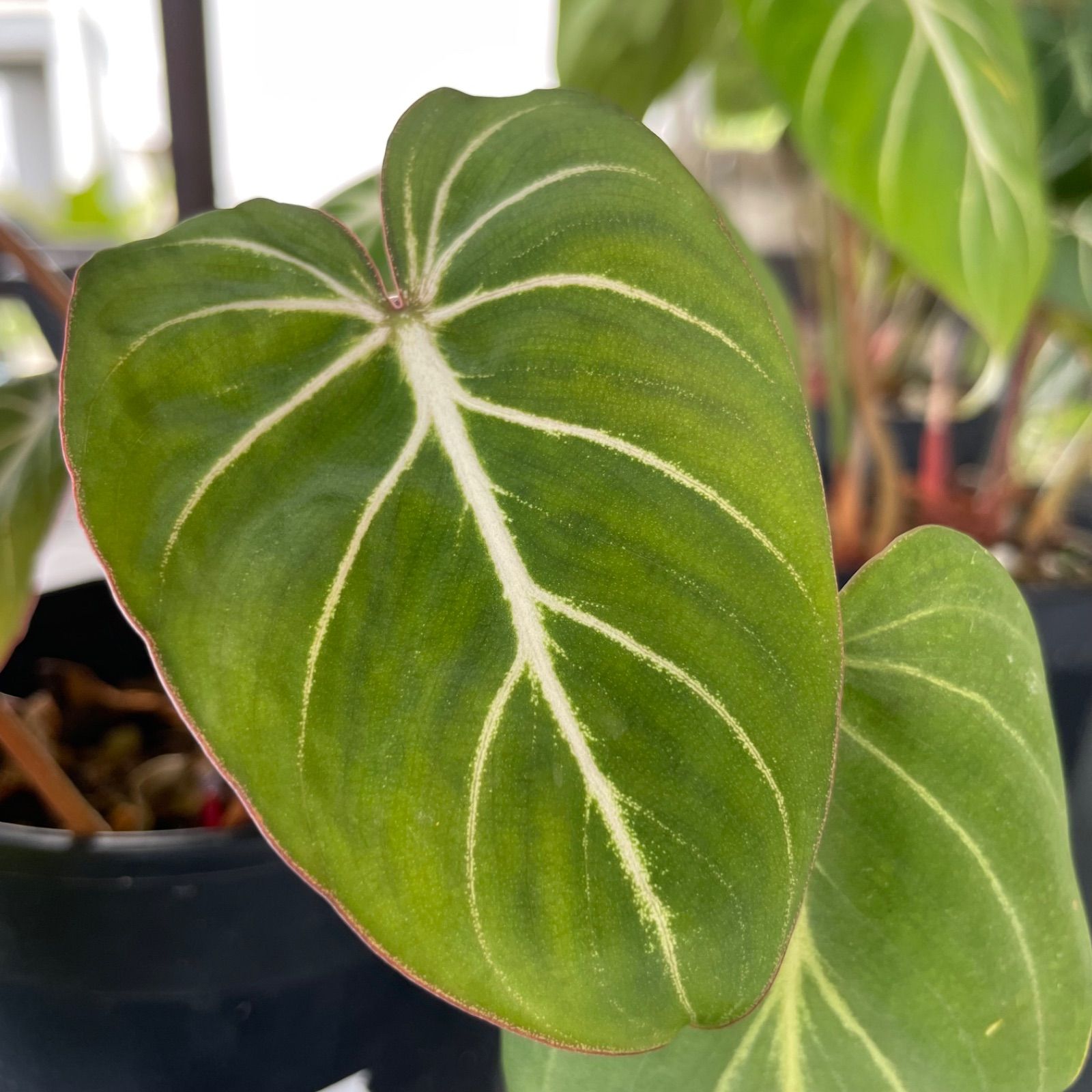 【希少2株入り】　フィロデンドロン　グロリオーサム　ゼブラ　Philodendron Gloriosum zebura