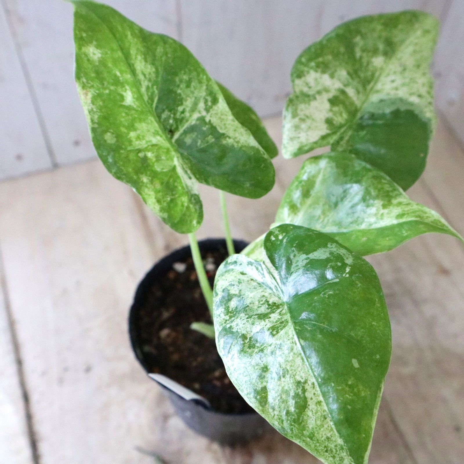 希少♡アロカシア♡オドラ♡バリエガータ♡バティック♡ - メルカリ