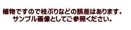 エバーフレッシュの木 ７号