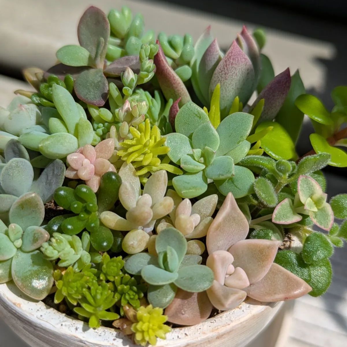 No.544 ❁アイススピリッツ❁ 苗 多肉植物 寄せ植え アイススピリット 多肉植物 - ao*s factory | minne byGMOペパボ