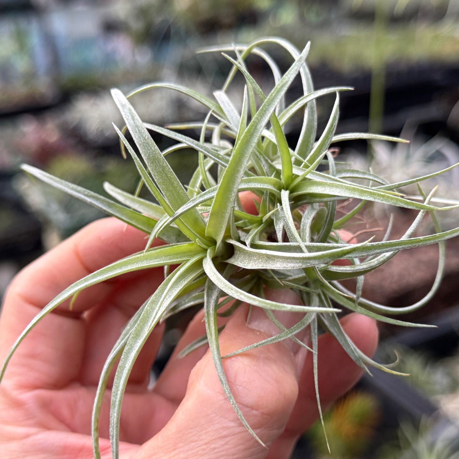 クランプ大＊ チランジア キセログラフィカ × ブラキカウロス