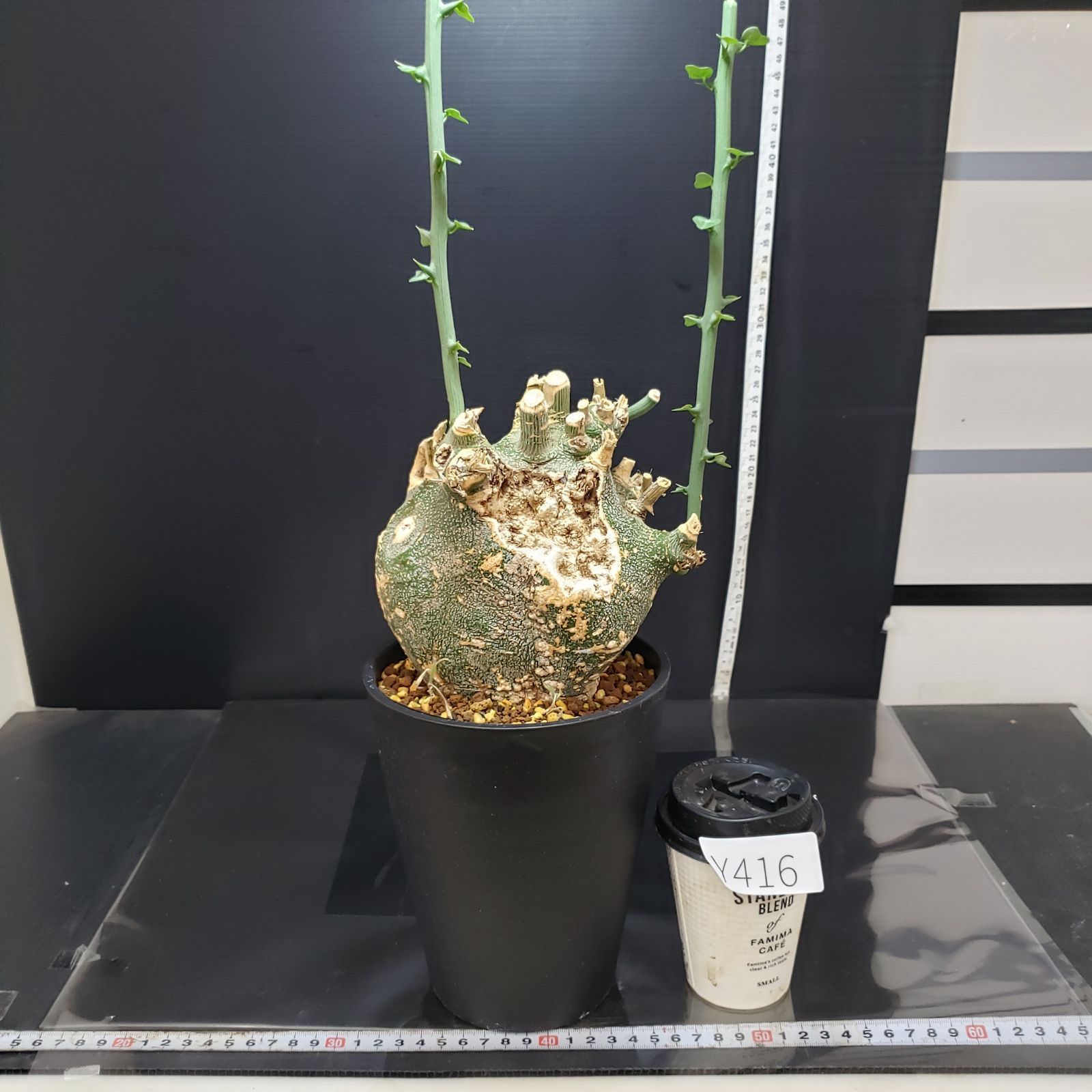 アデニア プセウドグロボーサ 現地球 丸型良樹形 発根済み アデニア